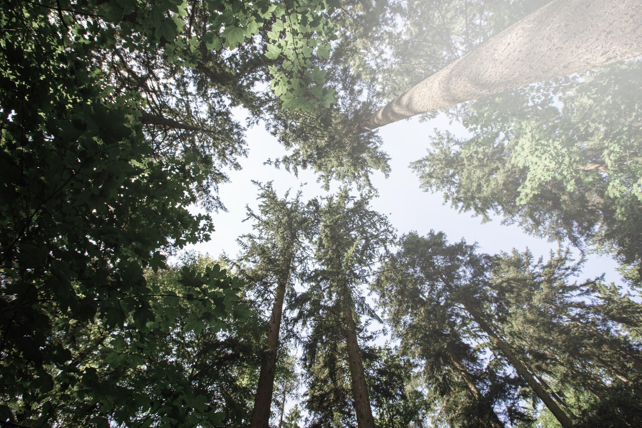As an undisturbed habitat for many plants and animals, the MUC climatic forest also makes an important contribution to biodiversity.