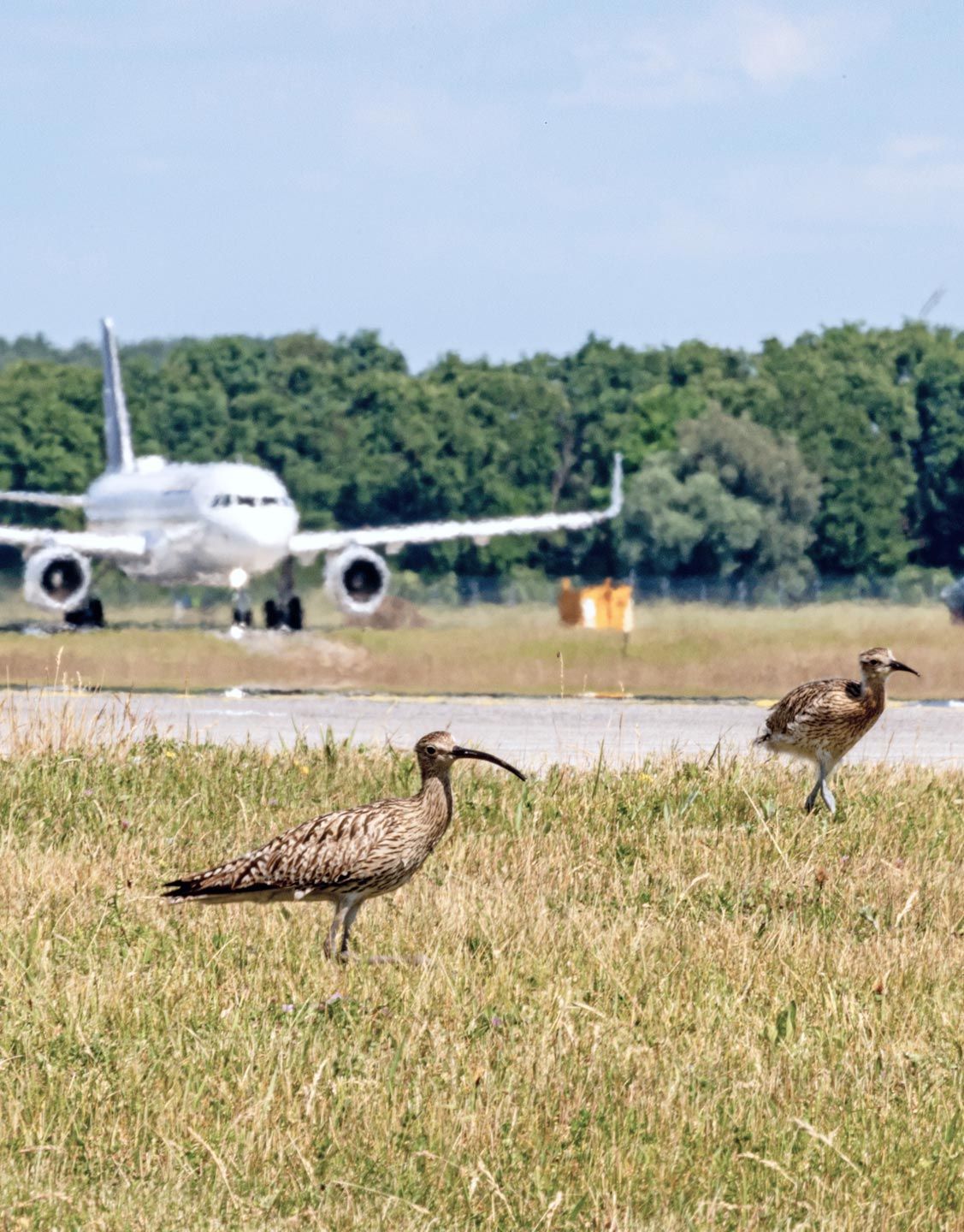 At Munich Airport eurasian curlews live undisturbed side by side with aircraft.